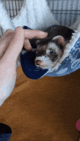 a person is petting a ferret in a cage