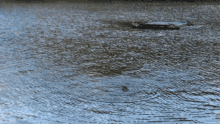 Cool Swim GIF - Cool Swim Seal GIFs