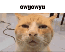 Owgowya Cat GIF - Owgowya Cat Funny Cat GIFs
