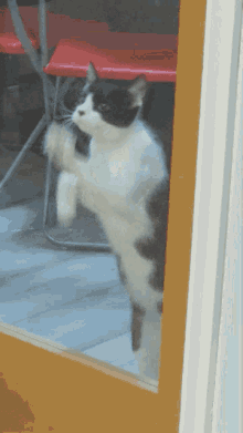 cat window scratching