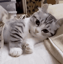 Cats Cute Cats GIF - Cats Cute Cats Kittens - Discover & Share GIFs