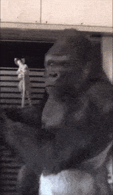 a black and white photo of a gorilla with a skeleton in the background