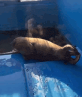 a seal is laying on a blue surface in a aquarium