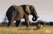 Elephant Strolling By GIF - Savage Kingdom Elephants Lion Cubs GIFs