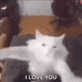 a white cat is sitting on a couch with its paws out and says `` i love you '' .