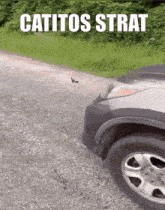 Catitos Strat Catitos Slayers GIF - Catitos Strat Catitos Slayers Catito Strat GIFs
