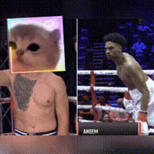 a man in a boxing ring has a cat on his face
