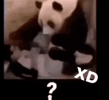 Panda Xd GIF - Panda Xd GIFs