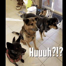 Huh Confused GIF - Huh Confused Dogs GIFs