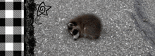 a black and white photo of a raccoon with a checkered background