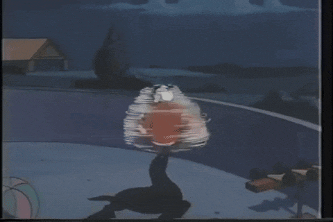 A seal spins Dudley around on its nose