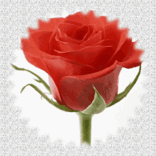 καλησπερα Rose GIF - καλησπερα Rose Flower GIFs
