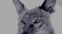 Aesthetic Wolf GIF - Aesthetic Wolf GIFs