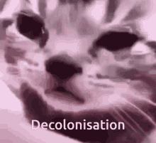 Cat Decolonisation GIF
