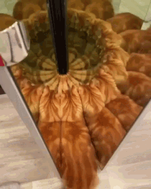 mirror cat