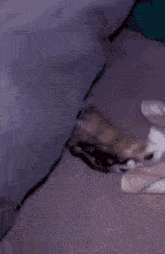 Cat Sleep GIF - Cat Sleep Funny GIFs