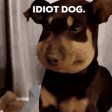 Idiot Dog GIF - Idiot Dog Swollen GIFs