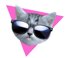 Cat Sunglasses GIF - Cat Sunglasses Cool GIFs