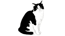 a black and white cat with green eyes is sitting on a white surface