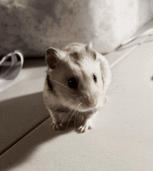 Cheese Hamster GIF - Cheese Hamster Hammy GIFs