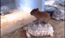 Capy Turtule GIF - Capy Turtule Capybara GIFs