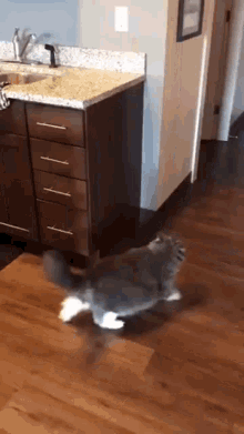 Cat Jump GIF - Cat Jump GIFs