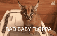 Baby Floppa Small Floppa GIF - Baby floppa Floppa Small floppa - Discover &  Share GIFs
