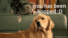 You Have Been Booped Booped GIF