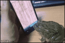 Frog Flies GIF