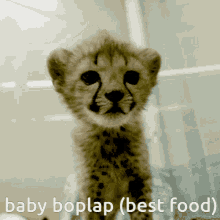 Food Boplap GIF - Food Boplap Cheetah GIFs