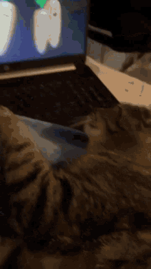 Cat Watching Sensory Video Chill GIF - Cat Watching Sensory Video Chill GIFs