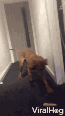 Dog Plays With A Carrot Carrot GIF