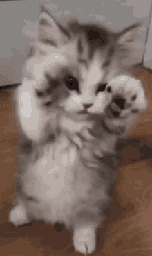 Kitten Lion King GIF - Kitten Lion King Purr GIFs
