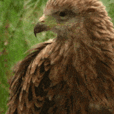 Scratching My Back Red Kite GIF - Scratching My Back Red Kite Robert E Fuller GIFs