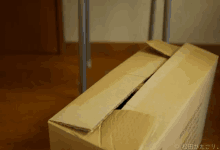 ダンボール 猫　可愛い GIF - Cardboard Box Box Cat GIFs