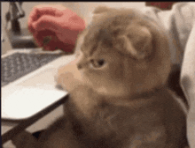 Cat Annoyed Cat GIF - Cat Annoyed Cat Symm Annoyed Cat GIFs