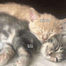 Nico Y Lili GIF - Nico Y Lili GIFs