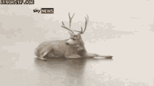Run Deer GIF - Run Deer Wait GIFs
