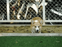 a brown and white dog is standing in front of a chain link fence