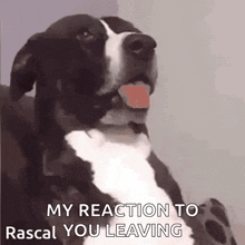 a black and white dog is sitting on a couch with its tongue hanging out .