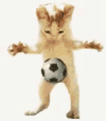 Soccer Cat GIF - Soccer Cat GIFs