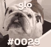 Glo Dog GIF - Glo Dog GIFs