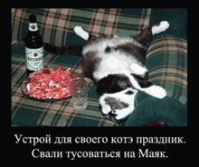 Cat Memes GIF - Cat Memes Vodka GIFs