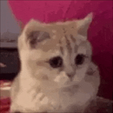 a close up of a cat sitting on a pink couch looking at the camera .