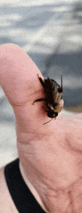 a person is holding a black bee on their finger