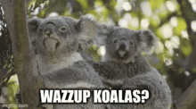 Koala Bear GIF - Koala Bear Hug GIFs
