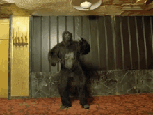 Im The Man Gorilla Dance GIF - Im The Man Gorilla Dance Showing Strength GIFs