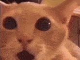 a close up of a cat 's face with big eyes looking at the camera .