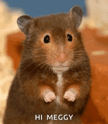 Mouse Wiggle GIF - Mouse Wiggle Nose GIFs