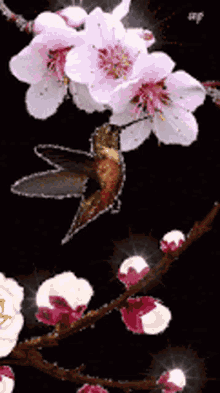Bird Flapping Wings GIF - Bird Flapping Wings Flowers GIFs
